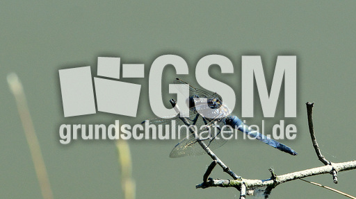 Blaugrüne Mosaikjungfer (2).jpg